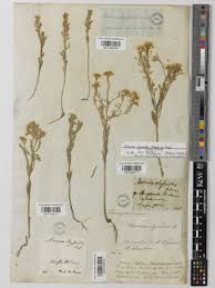 Image result for Psychotria sublyrata