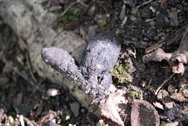 Image result for Gymnosporia oxycarpa