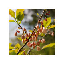 Image result for Searsia monticola