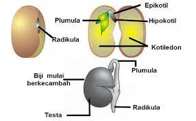 Bunga matahari mampu hidup di daerah subtropis maupun tropis bahkan pada ketinggian hingga 1.500 m. Perkecambahan Epigeal Dan Hipogeal Mikirbae Com