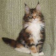 Wir haben noch 4 mädels und 1 kater frei. Icoons Maine Coon Cats Kittens Youngstown Fl Alignable