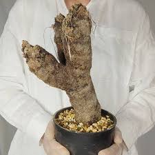 Image result for Xerophyta trichophylla