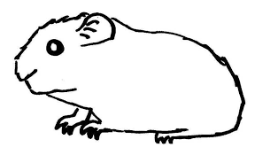 Unsere dienstleistungen im bereich zahnimplantate. Meerschweinchen Wuschels Malvorlagen