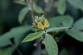 Image result for Rhynchosia procurrens