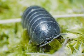 Cornmeal is a helpful home remedy for attracting and eliminating certain pests. How To Deal With Pill Bugs In Your Home Garden Incredible Things