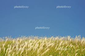 風に揺れるススキ 写真素材 [ 1197067 ] - フォトライブラリー photolibrary