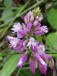 Image result for Polygala transvaalensis
