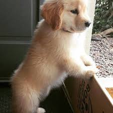 We did not find results for: Puppies And Pets For Sale In Connecticut Home Facebook