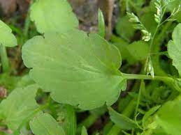 Field Pansy Leaf Viola Arvensis Pansies Plant Leaves Leaves