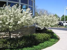 Maybe you would like to learn more about one of these? Tina Crabapple 6 7 Tall Disease Resistance Dark Green Leaves Trees On The Move Crab Apple Ornamental Trees Dark Green Leaves