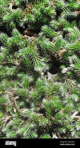 Image result for Selaginella dregei