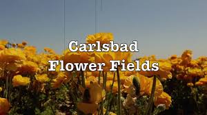 Check spelling or type a new query. Aesthetic Flower Fields Youtube