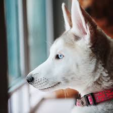 1 Siberian Husky Puppies For Sale In San Diego Uptown