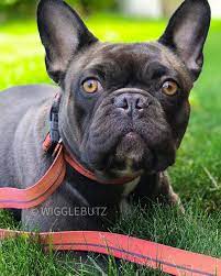New Pics Of Our Sweetheart Chocolate Girl Pout Today Tri Carrier Inquire For Frenc In 2020 French Bulldog Puppies Frenchie Puppy Bulldog Puppies For Sale