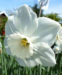 You can plant flower bulbs in the garden, as well as in pots on the (roof) terrace and balcony. Narcissus Stainless Large Cupped Narcissi Narcissi Flower Bulb Index Bulb Flowers Narcissus Flower Narcissus