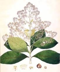 Image result for Tectona