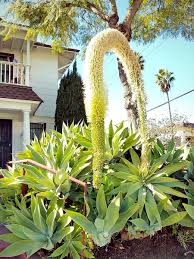 Image result for Agave