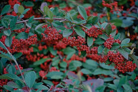 Téléchargez cette image gratuite à propos de arbustes oiseaux baies décoratives de la vaste bibliothèque d'images et de vidéos du domaine public de pixabay. Des Baies Et Des Haies