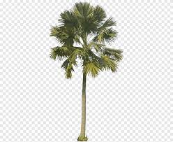 It has a moderate tolerance for drought but grows much faster when. Asian Palmyra Palm Saribus Rotundifolius Saw Palmetto Mexican Fan Palm Arecaceae Phoenix Canariensis Palm Tree Plant Stem Png Pngegg