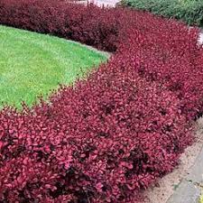 Pin By Larissa Greiner On Garden Front Yard Landscaping Garden Shrubs Yard Landscaping