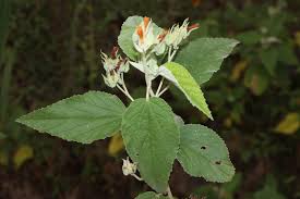 Image result for Melhania