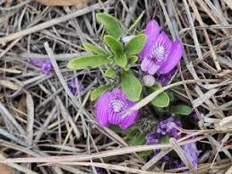 Image result for Gymnosporia matoboensis