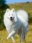 Russian Dog Breeds - The Amazing Pups That Came From Russia