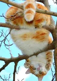 King Collin S Cat Palace Public Group Facebook In 2020 Cute Animals Cute Cats And Kittens Cute Cat Gif