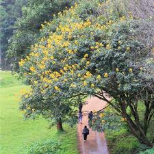 Image result for Peltophorum pterocarpum