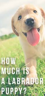 White akc english lab puppies for sale near me. How Much Is A Labrador Puppy What To Expect When You Search