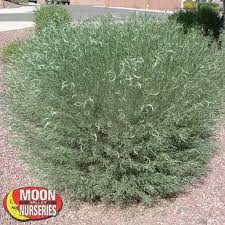 Image result for Cissus faucicola