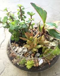 My 2nd Time Creating A Terrarium Mini Garden Def Becoming Obsessed Jardines Verticales Terrarios Jardines