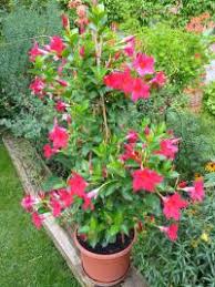 Image result for foto Vitálka