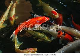 Koi ponds are ponds used for holding koi, usually as part of a landscape. Koi Fancy Carp Are Swimming In Above Water Surface Canstock