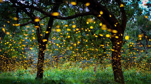 نتیجه جستجوی لغت [fireflies] در گوگل