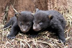 This empowers people to learn from each other and to better understand the world. All About Black Bears Learn The Bear Facts And Common Myths