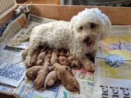 Maybe you would like to learn more about one of these? Havapoo Havanese Poodle Mix Dog Info Temperament Puppies Pics