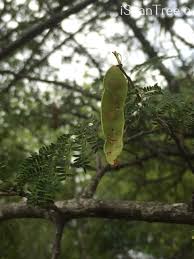 Image result for Albizia brevifolia
