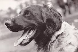 Image result for německý ohař dlouhosrstý