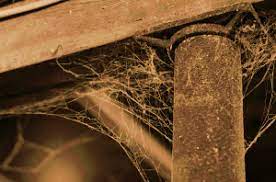Cob Or Spider Webs? - Coronado Bible Church