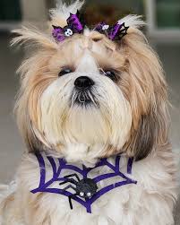 Profile for Cachorras que Falam