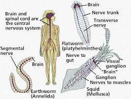 The sense organs, including the eye, contain receptors that are sensitive to stimuli and respond with reflex actions. The Nervous System