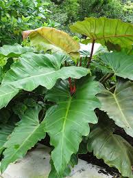 Xl Philodendron Weeks Red Hue Plant In 6 Pot Plants Philodendron Red Plants