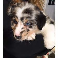 Australian Shepherd Blue Merle Puppy Sasha Aussie Dogs Aussie Puppies Australian Shepherd Dogs