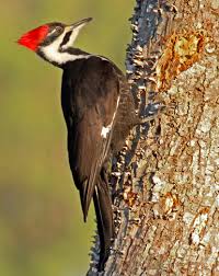 Birds Of Eastern North Carolina Pictures North Carolina Woodpeckers Woodpecker Common Birds Backyard Birds