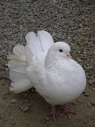 Aaron Bingaman (bingamanaaron)