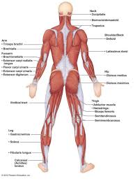 Buzzfeed staff can you beat your friends at this quiz? Muscular System Quiz Human Body Muscular System Quiz