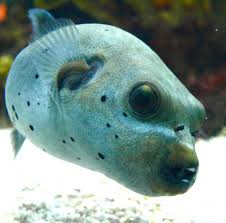Why Do Pufferfish Puff Up Seattle Aquarium Blog Puffer Fish Seattle Aquarium Marine Animals