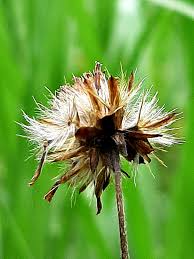 Image result for Pseudechinolaena