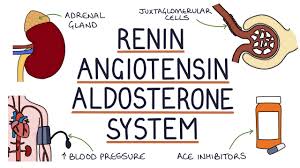 Image result for Aldosterone